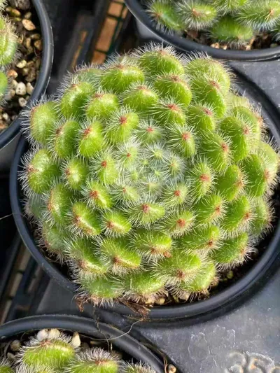 Echeveria Golden Fruit succulent — wholesale export from Yunnan, China