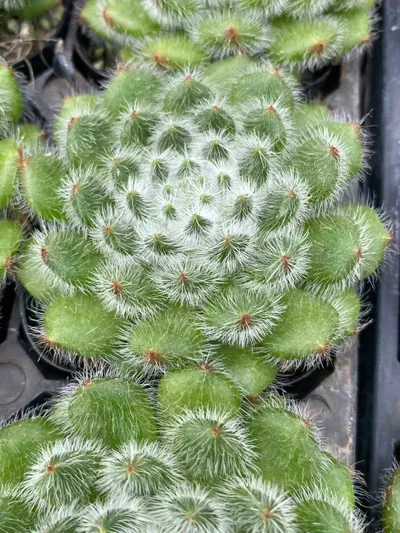 Golden Fruit Single — wholesale Echeveria from Yunnan, China