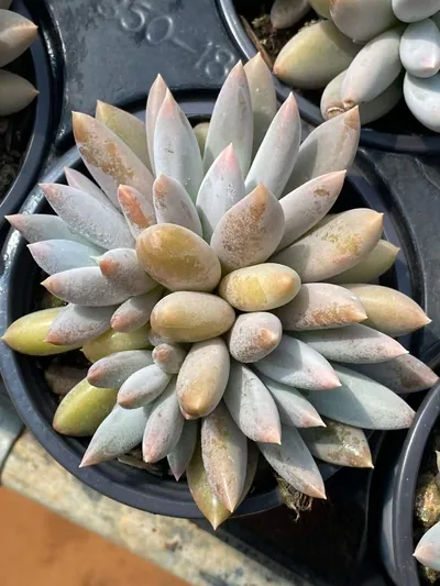 Gothic Cluster — photo 2 of 6