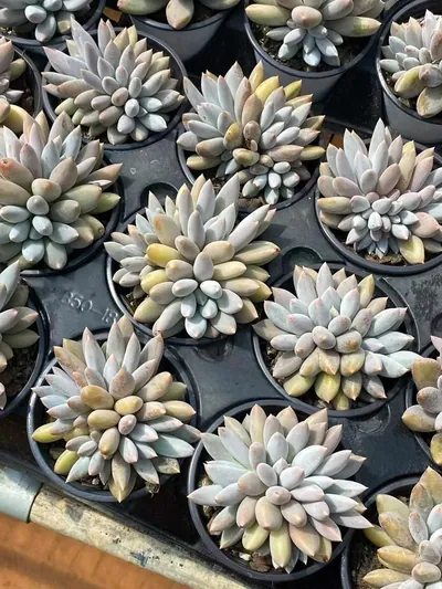 Gothic Cluster — photo 5 of 6
