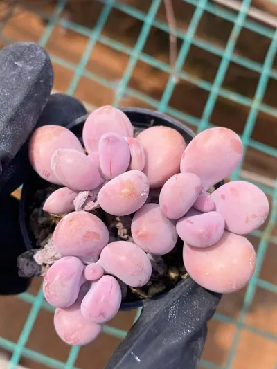 Graptopetalum amethystinum Cluster — photo 2 of 4