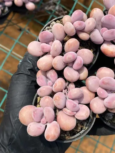 Graptopetalum amethystinum Cluster — photo 3 of 4