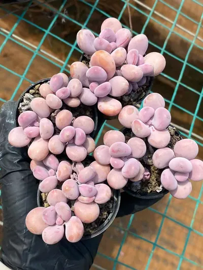 Graptopetalum amethystinum Cluster — photo 4 of 4