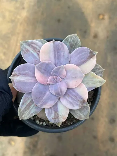 Graptopetalum superbum Streaked Variegated — wholesale Rare Succulents from Yunnan, China