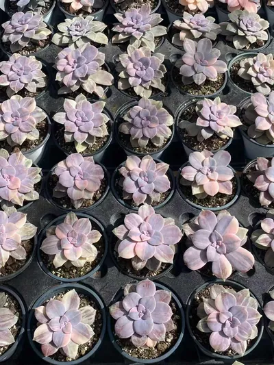 Graptopetalum superbum Streaked Variegated — photo 2 of 6