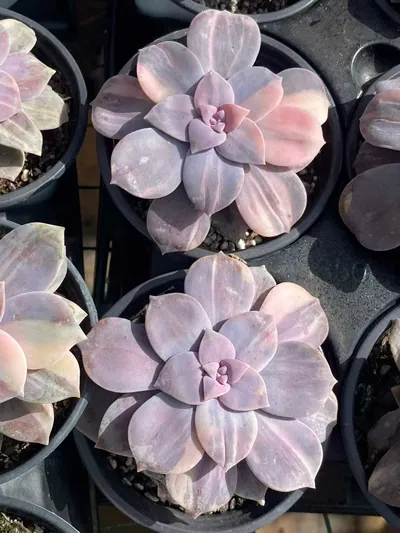 Graptopetalum superbum Streaked Variegated — photo 3 of 6