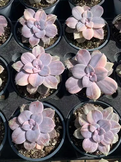 Graptopetalum superbum Streaked Variegated — photo 4 of 6