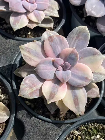 Graptopetalum superbum Streaked Variegated — photo 5 of 6