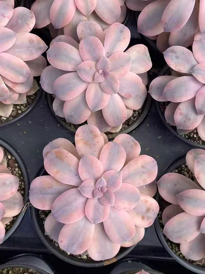 Graptopetalum superbum Variegated — photo 3 of 6