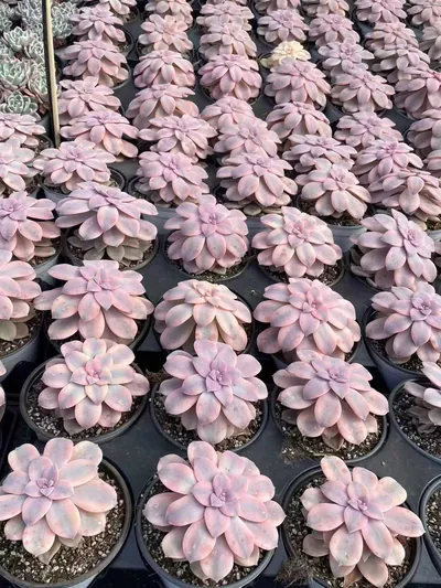 Graptopetalum superbum Variegated — photo 4 of 6