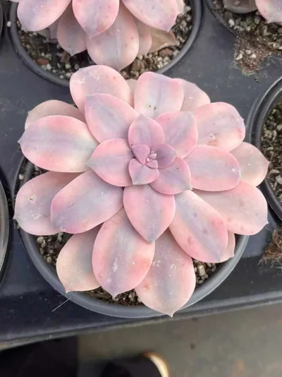Graptopetalum superbum Variegated — photo 5 of 6