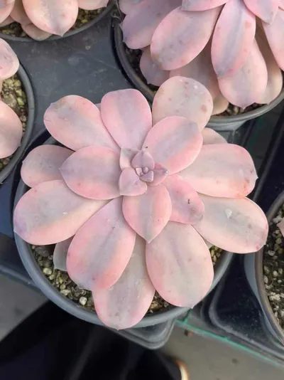 Graptopetalum superbum Variegated — photo 6 of 6