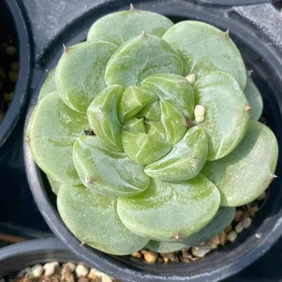 Green Bodhi — photo 2 of 5