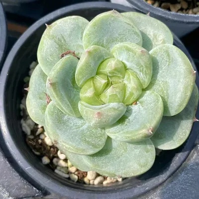 Echeveria Green Bodhi succulent — wholesale export from Yunnan, China