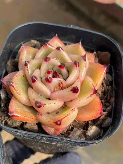 Echeveria Haiku Hybrid succulent — wholesale export from Yunnan, China