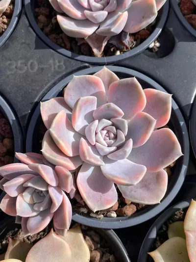 Hamburg Variegated — wholesale Echeveria from Yunnan, China