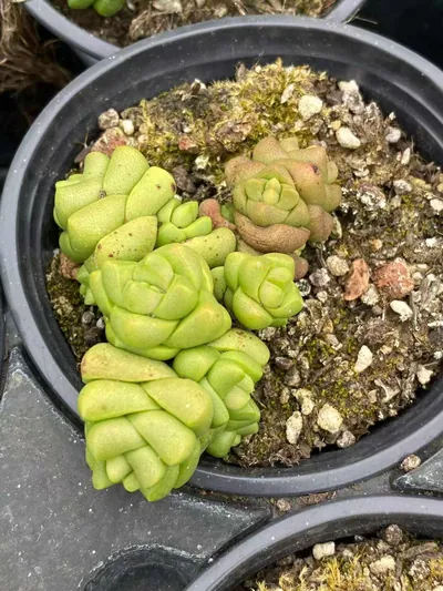 Haworthia 'Infinite' — wholesale Rare Succulents from Yunnan, China