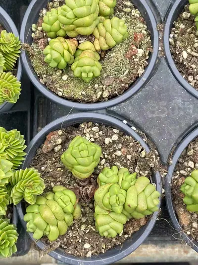 Haworthia 'Infinite' — photo 3 of 6