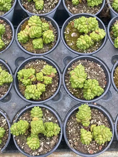 Haworthia 'Infinite' — photo 4 of 6