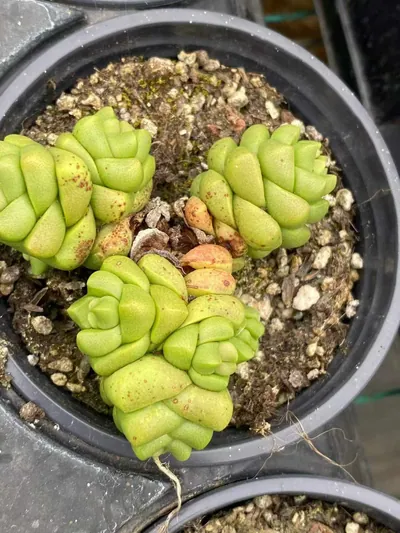 Haworthia 'Infinite' — photo 6 of 6