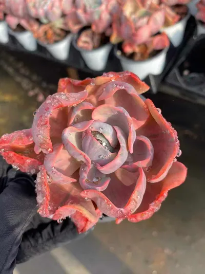 Heart Moon Variegated — wholesale Echeveria from Yunnan, China