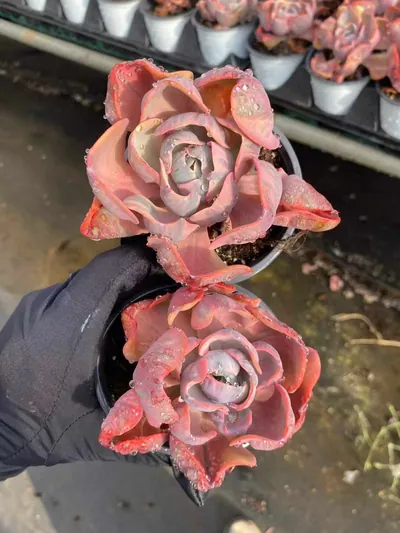 Heart Moon Variegated — photo 2 of 4