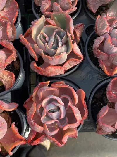 Heart Moon Variegated — photo 3 of 4