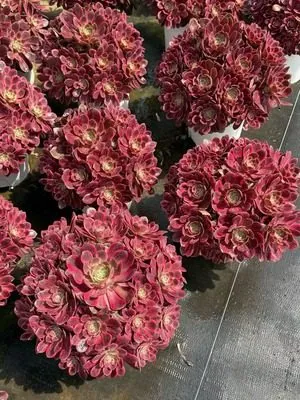 Aeonium 'Silk Wash' Old Stem, Large Cluster — wholesale Aeonium from Yunnan, China