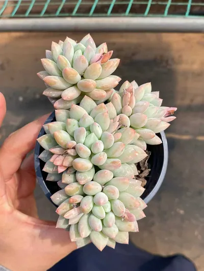 Echeveria Ice Cream succulent — wholesale export from Yunnan, China