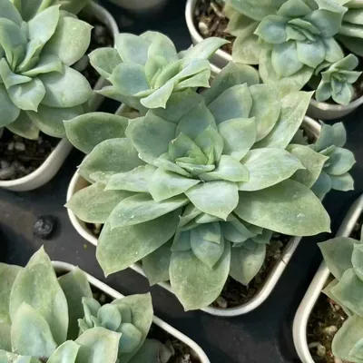 Ice Flake Variegated — wholesale Echeveria from Yunnan, China