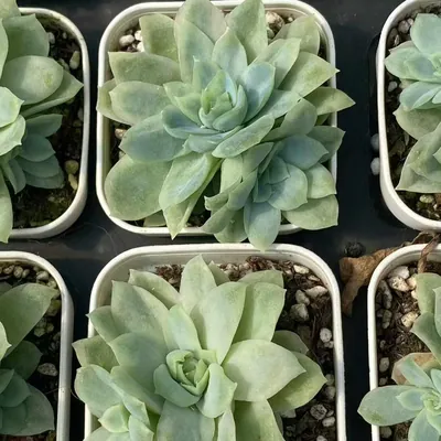 Ice Flake Variegated — photo 3 of 6