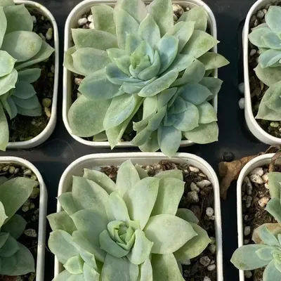Ice Flake Variegated — photo 4 of 6