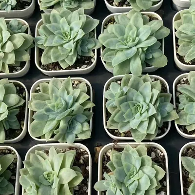 Ice Flake Variegated — photo 6 of 6