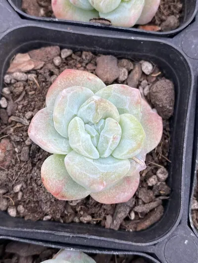 Ice Jade Monstrose — photo 2 of 6
