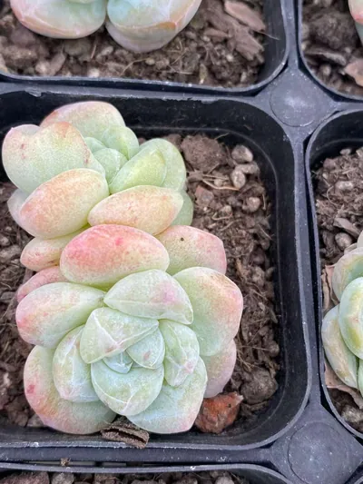 Ice Jade Monstrose — photo 3 of 6