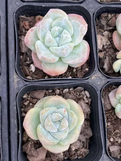 Ice Jade Monstrose — photo 4 of 6