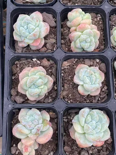 Ice Jade Monstrose — photo 5 of 6