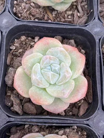 Ice Jade Monstrose — photo 6 of 6