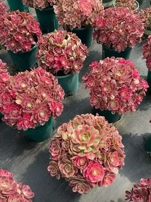 Aeonium Aeonium 'Adonis' Old Stem, Large Cluster succulent — wholesale export from Yunnan, China