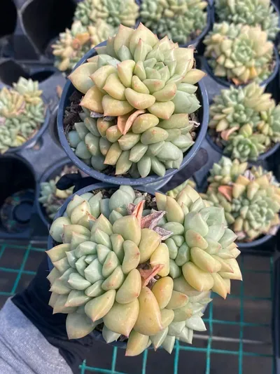 Ivory Cluster — photo 2 of 3