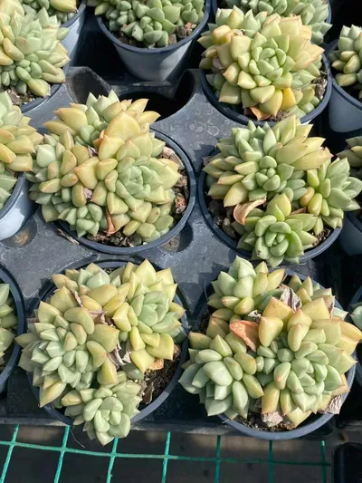Ivory Cluster — photo 3 of 3