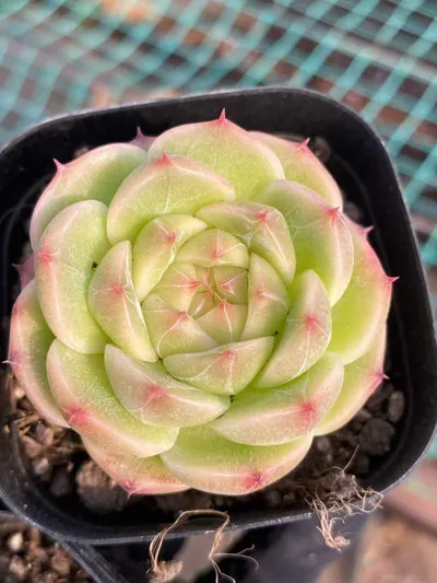 Jade Glow Jenny — photo 2 of 6