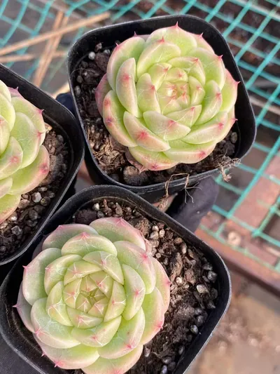 Jade Glow Jenny — photo 3 of 6