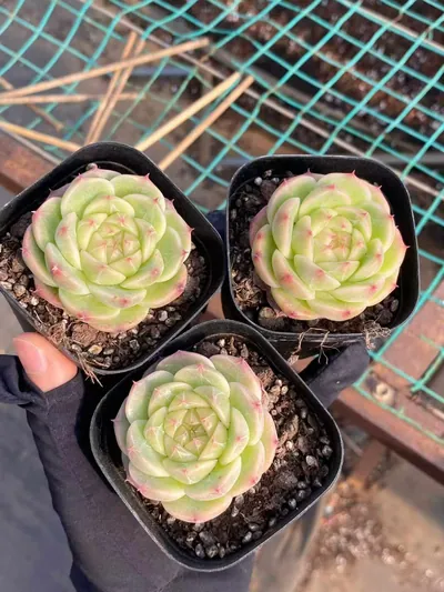 Jade Glow Jenny — photo 4 of 6
