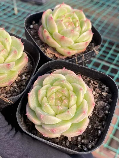 Jade Glow Jenny — photo 5 of 6