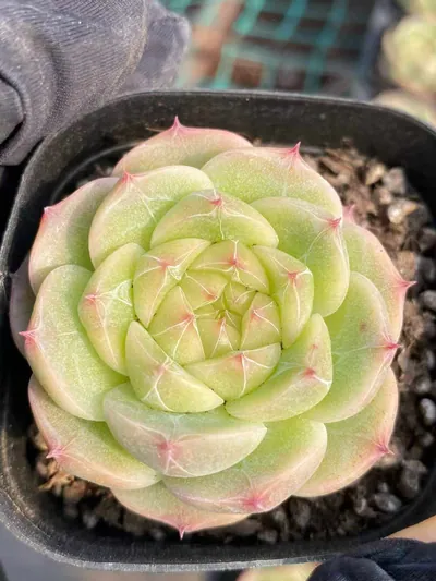 Jade Glow Jenny — photo 6 of 6