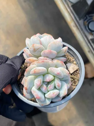 Jade Hibiscus Monstrose Twin-head — wholesale Echeveria from Yunnan, China