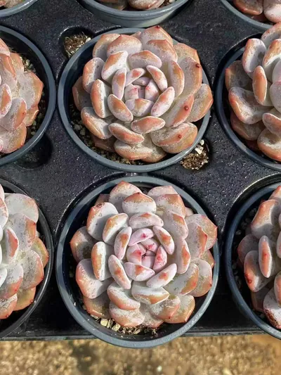 Echeveria Jade Hibiscus Single succulent — wholesale export from Yunnan, China