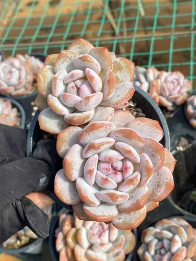 Jade Hibiscus Twin-head — wholesale Echeveria from Yunnan, China