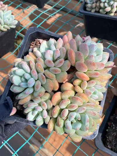 Lady Zelda — wholesale Echeveria from Yunnan, China